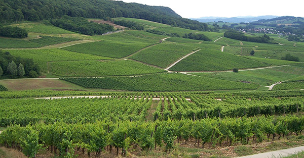 Vieille vigne