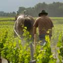 Domaine de Faugeroux